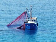 Shiinaha oo lagu Eedeeyay Inuu Xad-dhaaf u gurtay kaydka kalluunka Tuna ee Soomaaliya