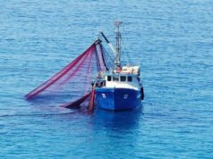 Shiinaha oo lagu Eedeeyay Inuu Xad-dhaaf u gurtay kaydka kalluunka Tuna ee Soomaaliya